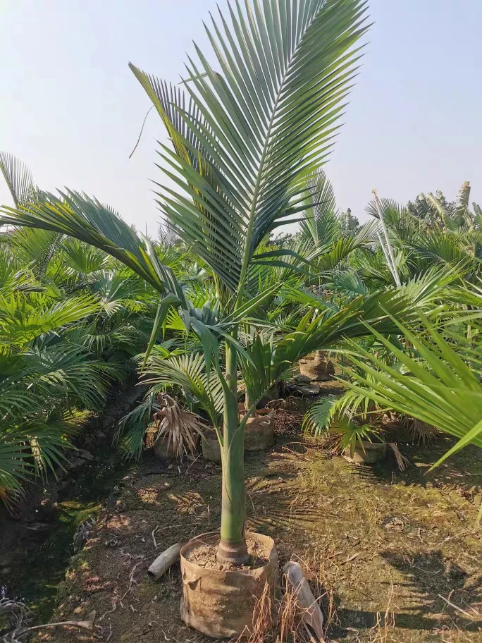 亚历山大椰子树假槟榔树棕榈科植物中型大型绿植观赏性绿植