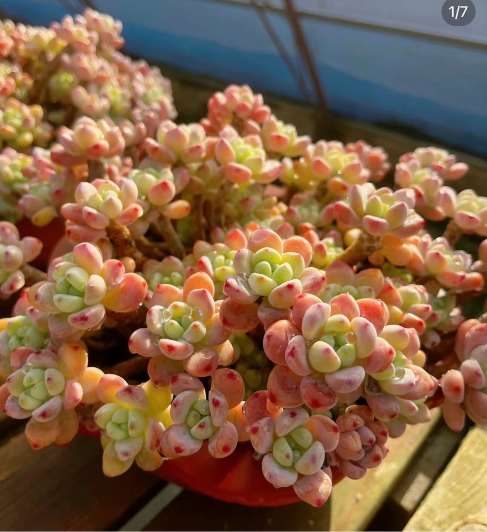 滇南小双【9造型劳尔】老桩多肉精品盆栽绿植造型大型飘枝多肉