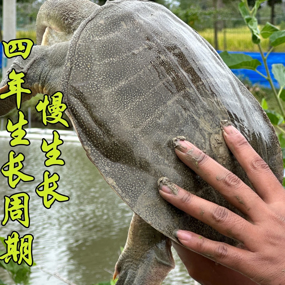 4-4.5斤鲜活甲鱼正宗外塘生态精选公鳖鲜活到家肉质鲜美