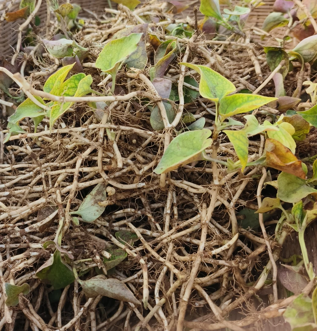 农家现挖鱼腥草野生嫩根凉拌节节根蔬菜