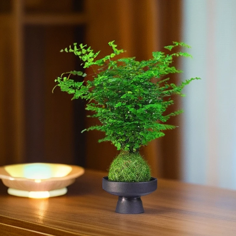 水培铁线蕨苔藓球植物四季常青净化空气除甲醛室内鲜花特价绿植花