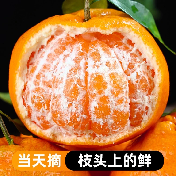 现摘四川春见耙耙柑新鲜橘子桔子当季新鲜水果粑粑丑4.5-5斤