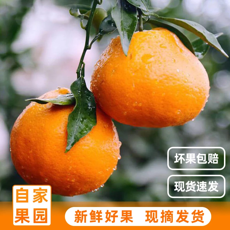 （新鲜）四川春见耙耙柑新鲜橘子桔子当季水果粑粑丑4.5斤