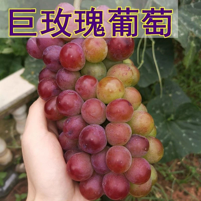 葡萄树苗巨玫瑰葡萄树苗嫁接葡萄树苗南方北方种植当年结果
