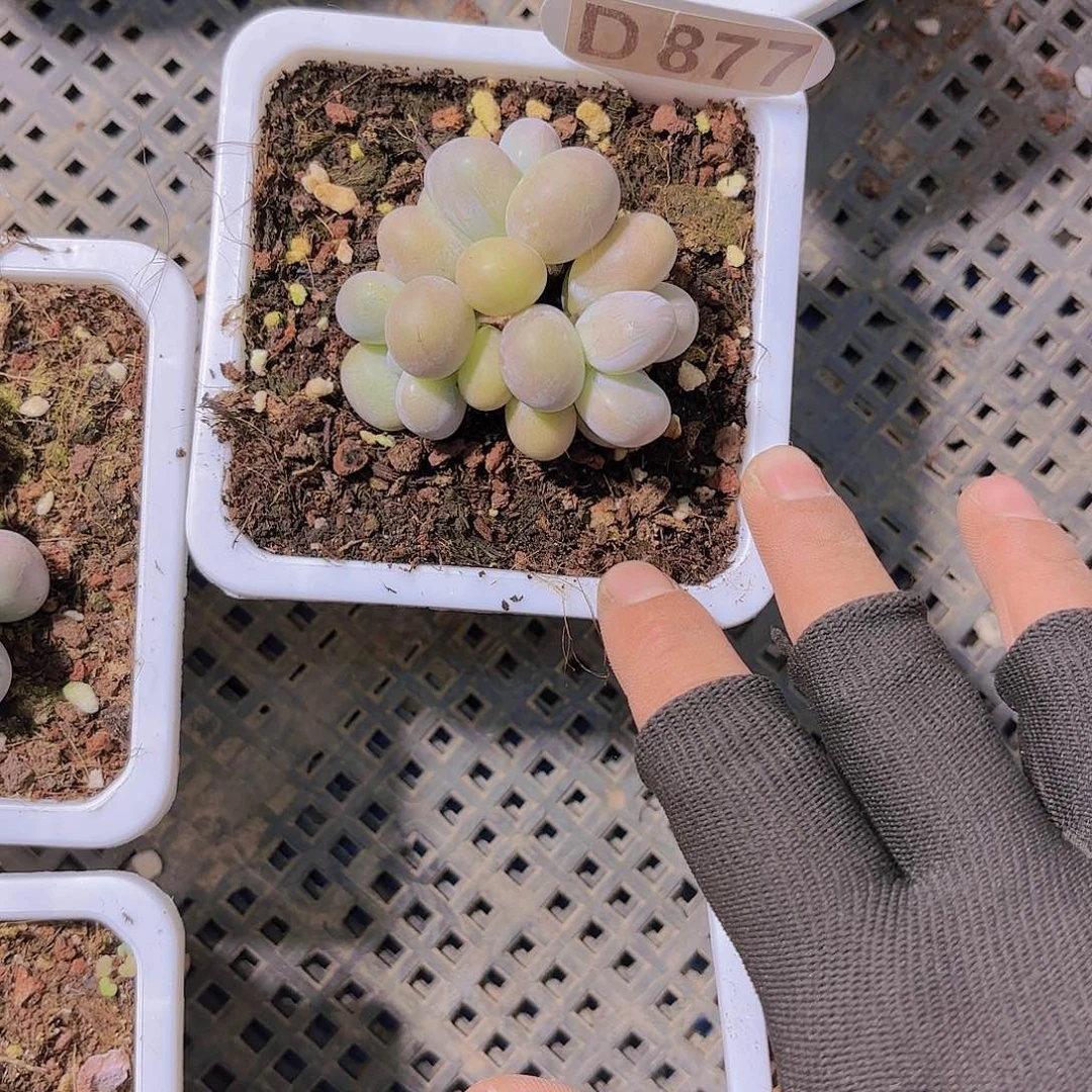 @****牙D877奶酪一物一拍多肉