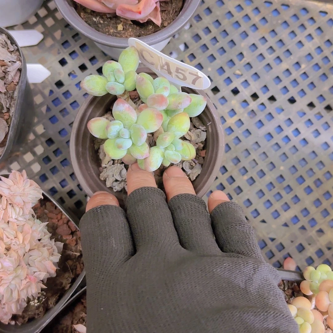 C457苹果奶一物一拍