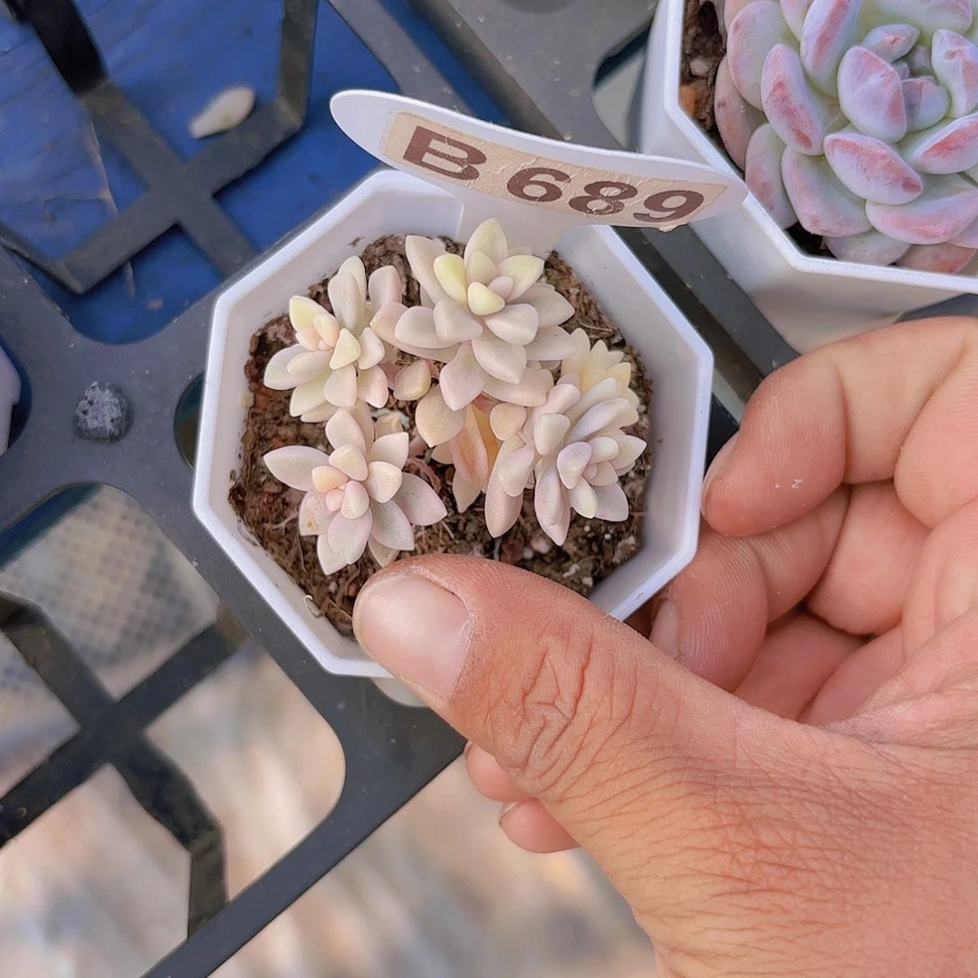 B689姬秋丽锦一物一拍