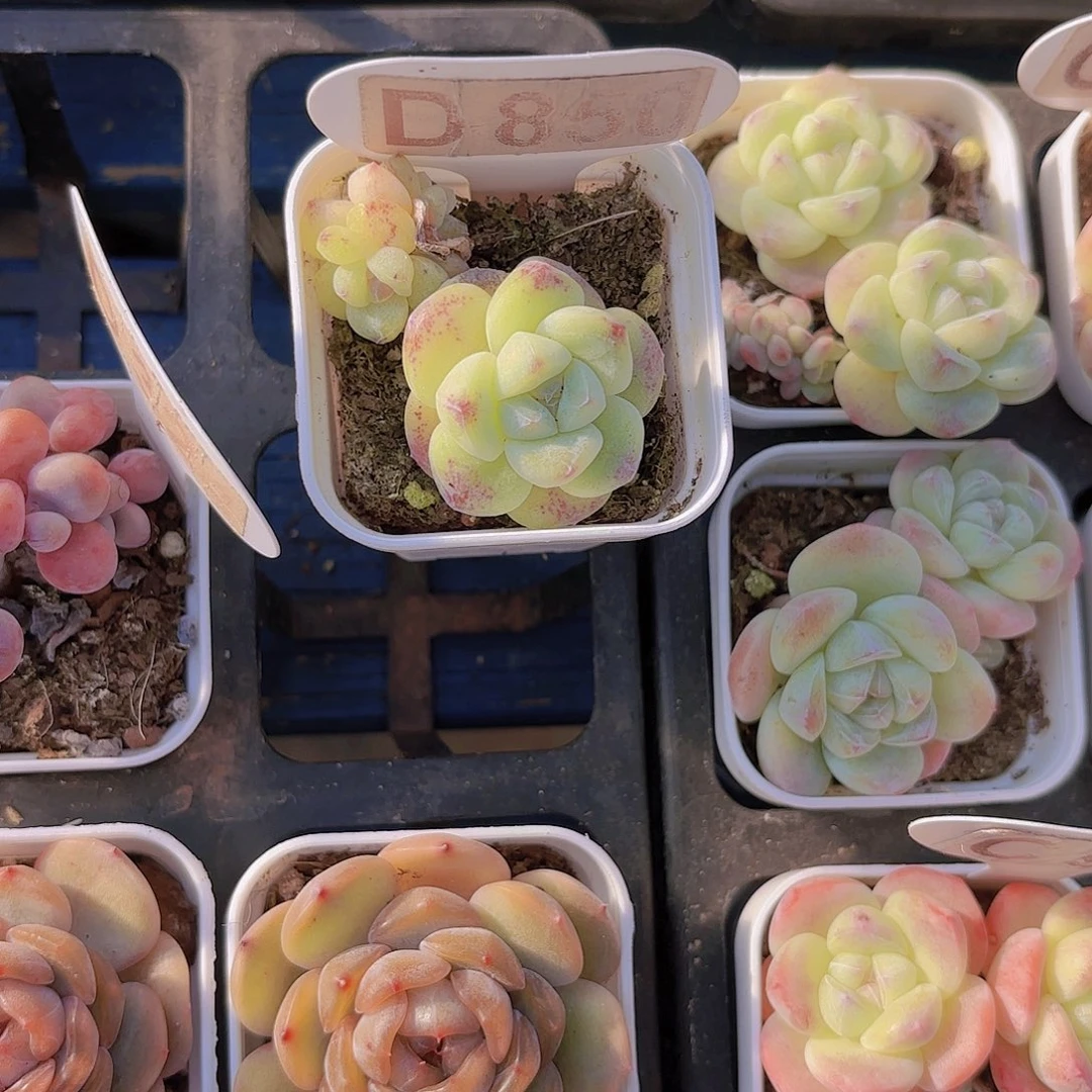 D850冰玉一物一拍