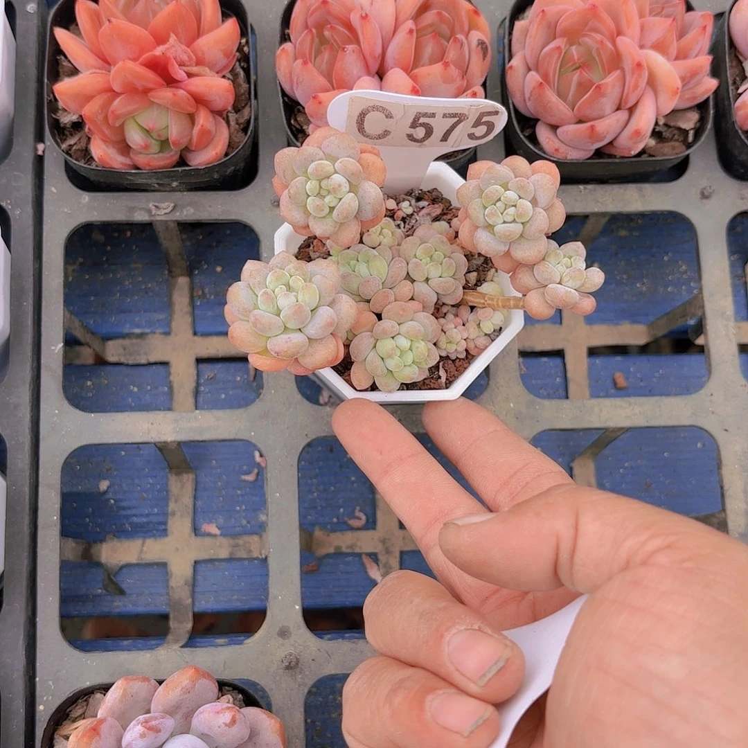 ℃****.C575鱼子酱一物一拍