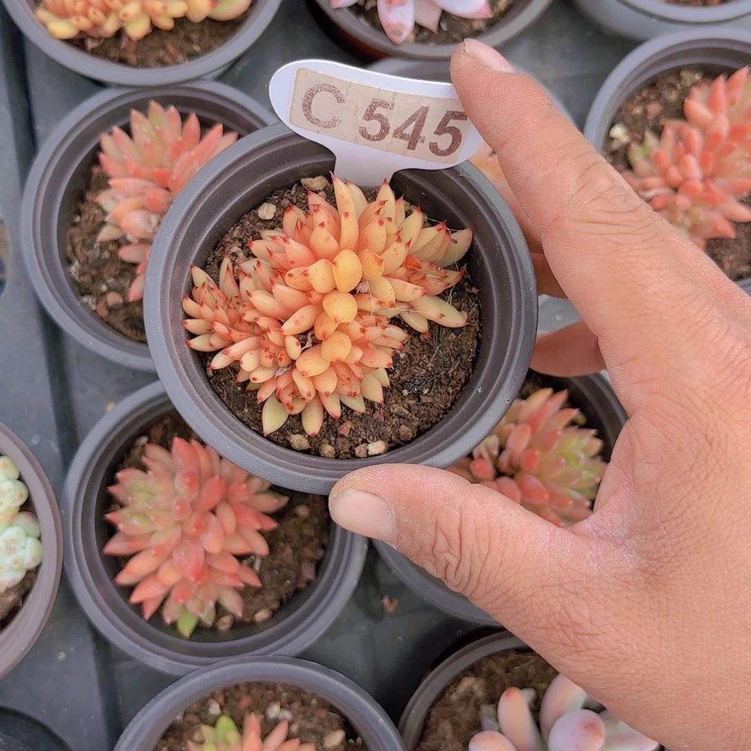 C545艾克婚一物一拍