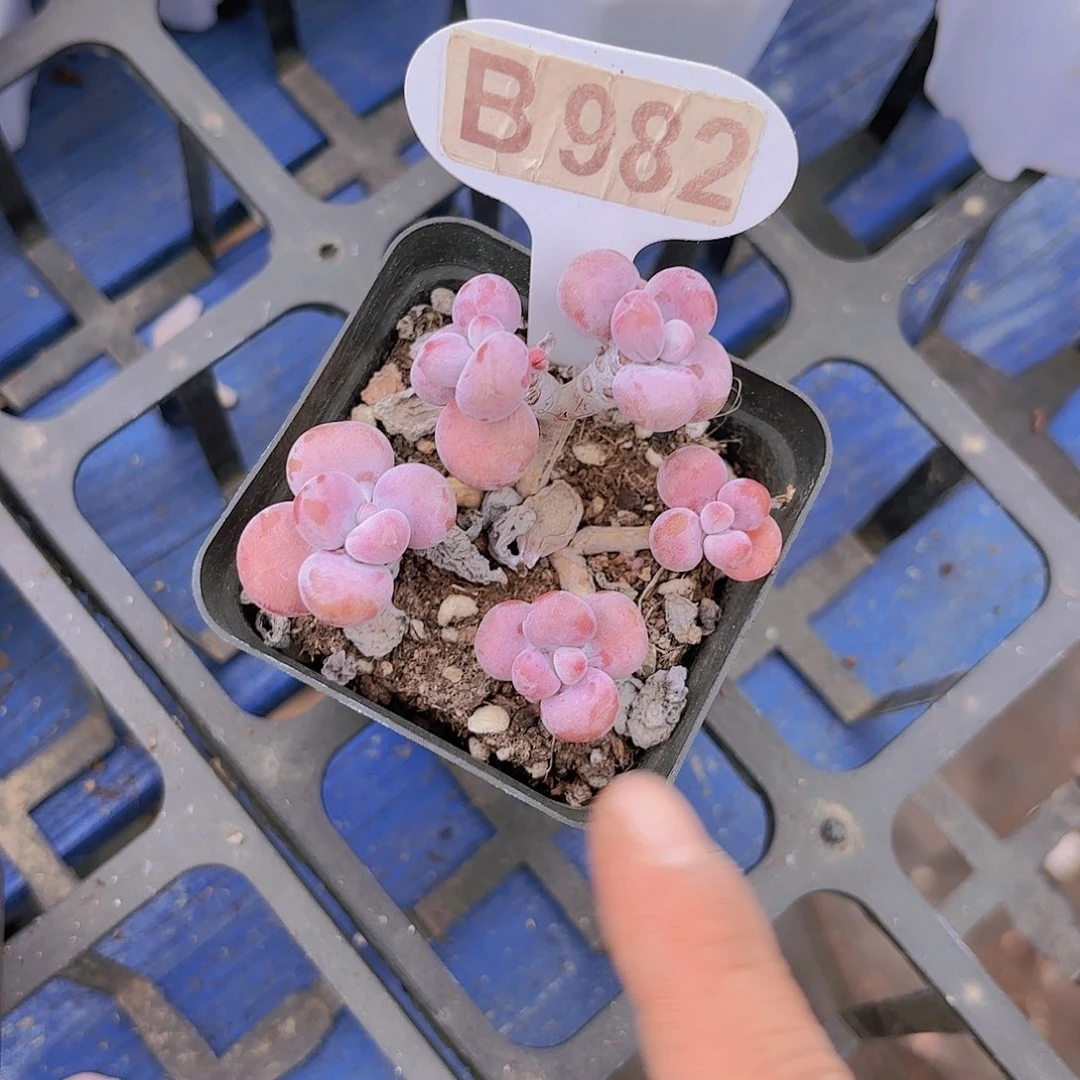 B982腰子蛋一物一拍