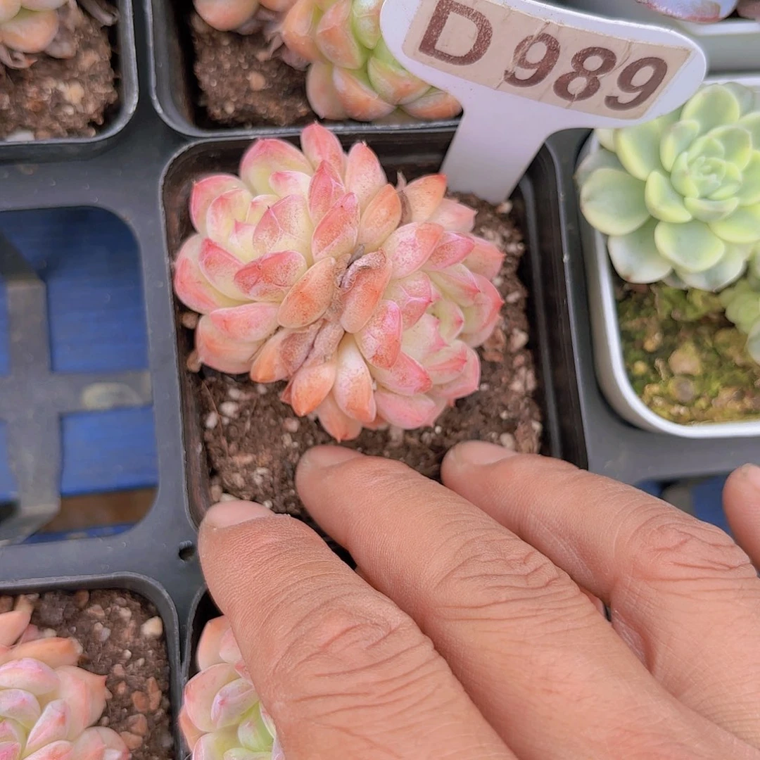 D989绵绵冰一物一拍