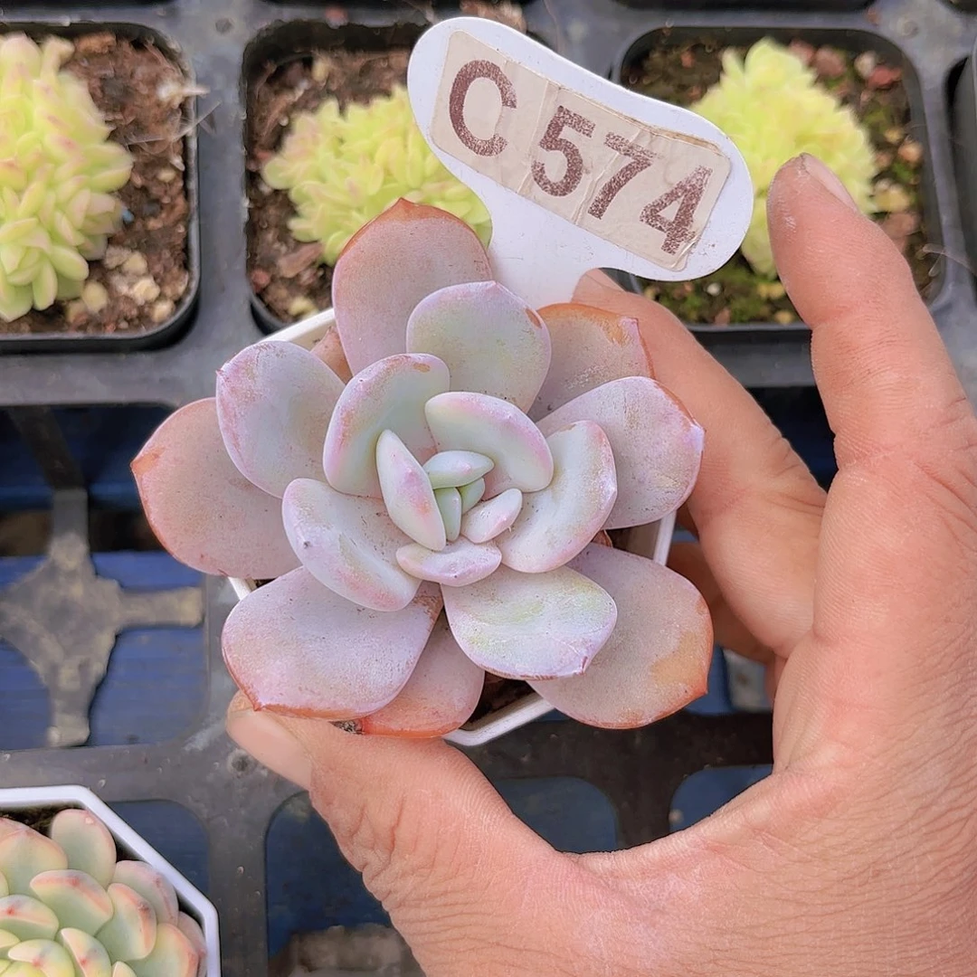 C574奶茶一物一拍