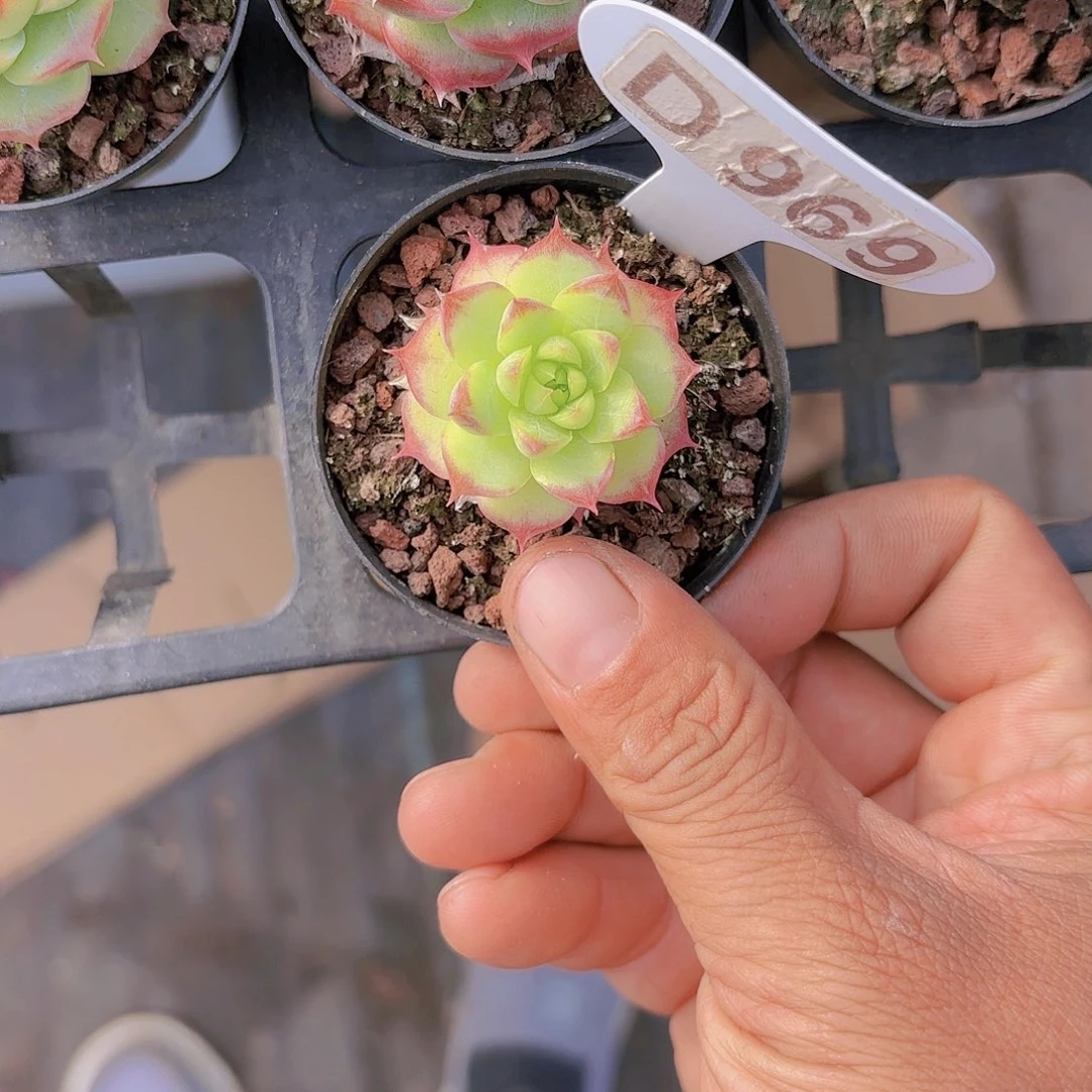 D969麦秆一物一拍