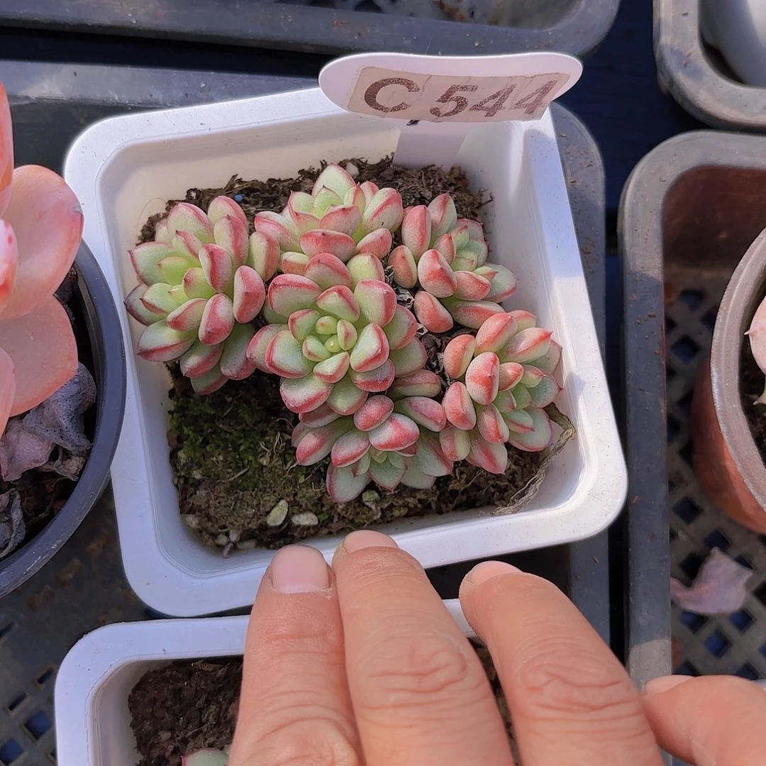 C544亚当珍妮一物一拍