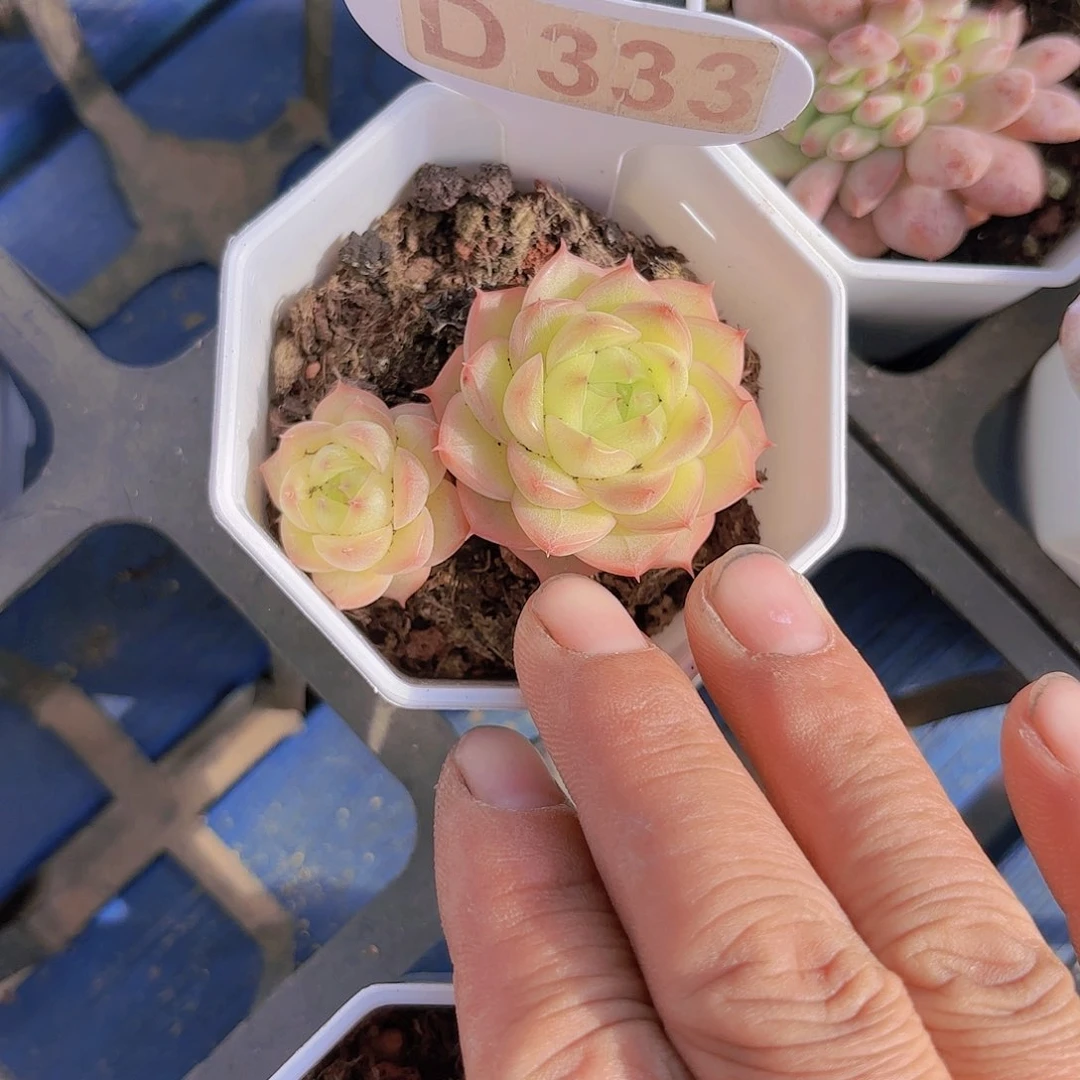 D333白桃甜心一物一拍