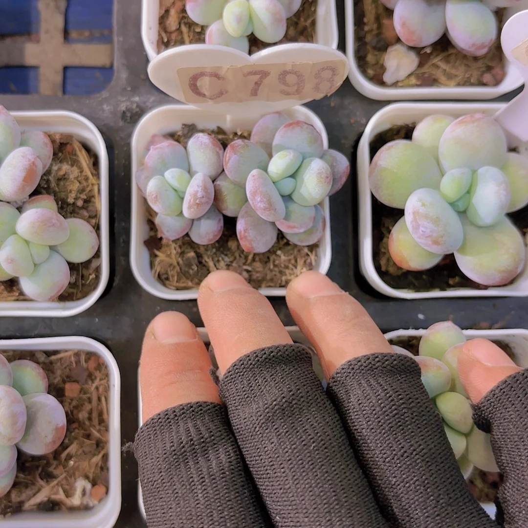 C798雪美人一物一拍