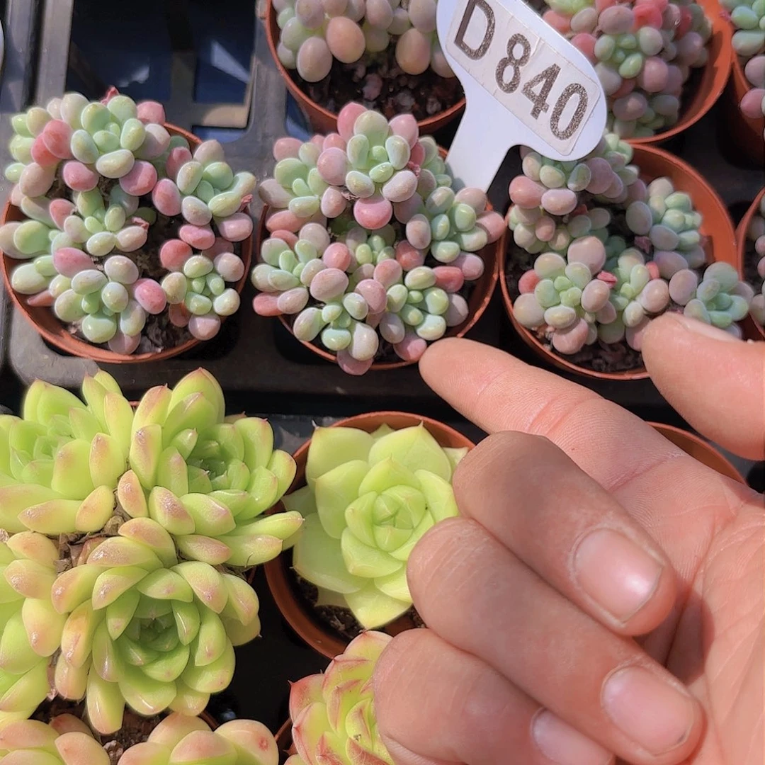 啾***憨D840鱼子酱一物一拍