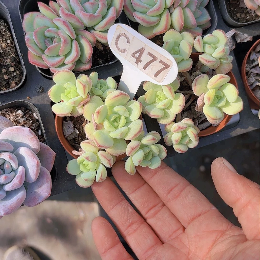 C477香菜一物一拍