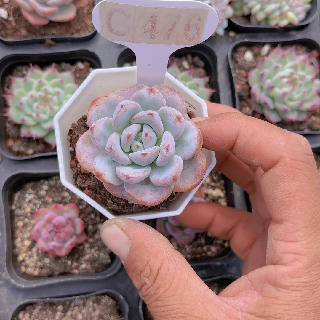 C476星星雪一物一拍