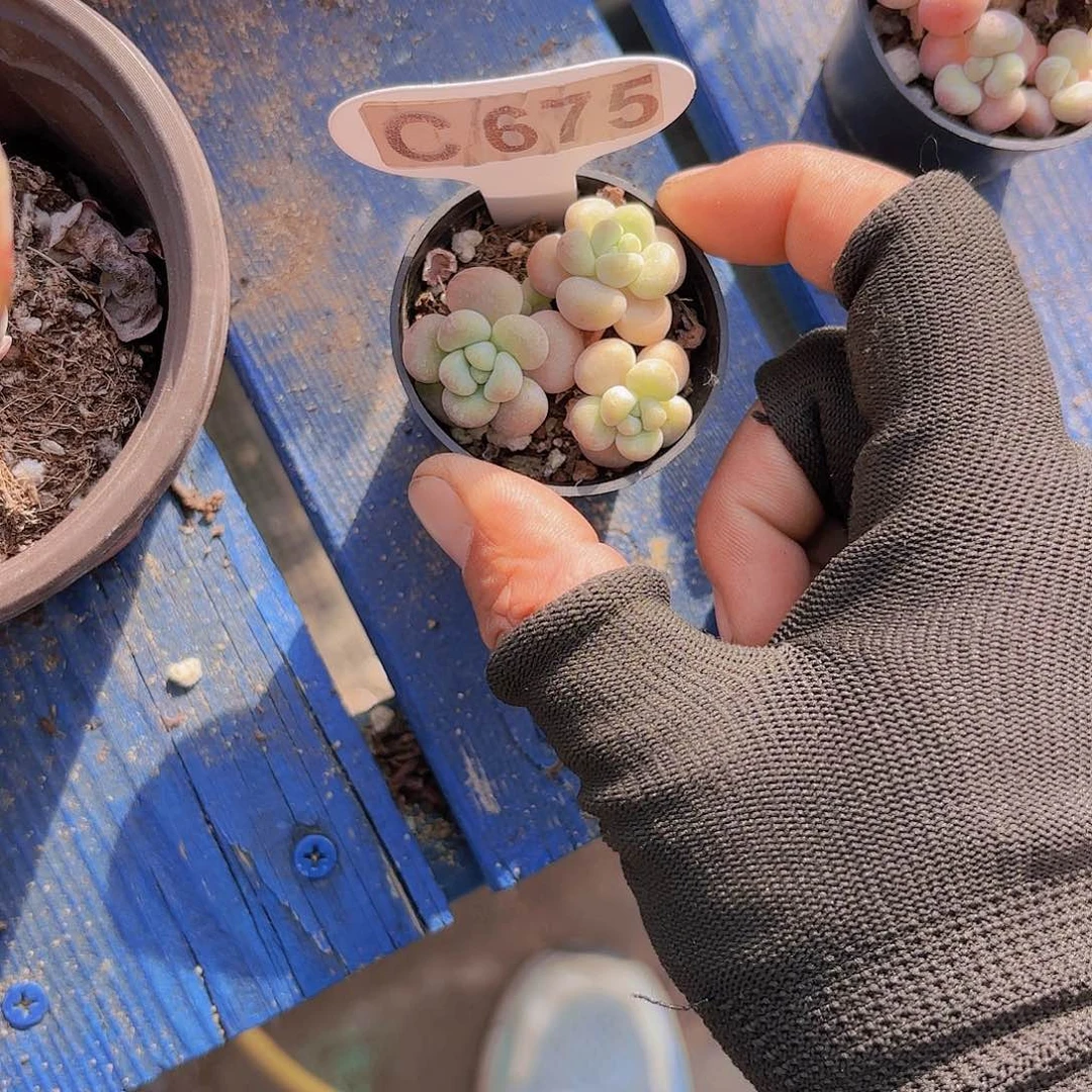 C675洛神一物一拍