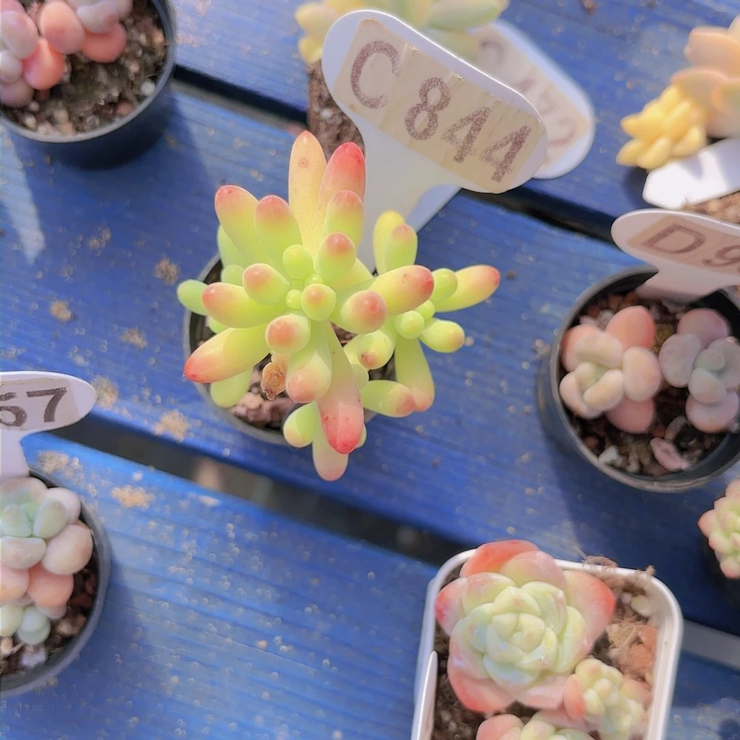 C844果冻乙女心yi eu yi pai