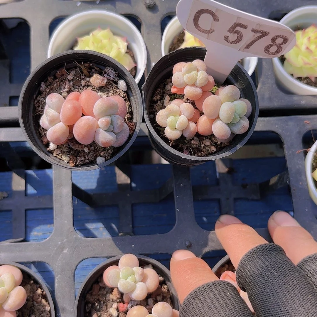 婷*ZC578两颗洛神一物一拍