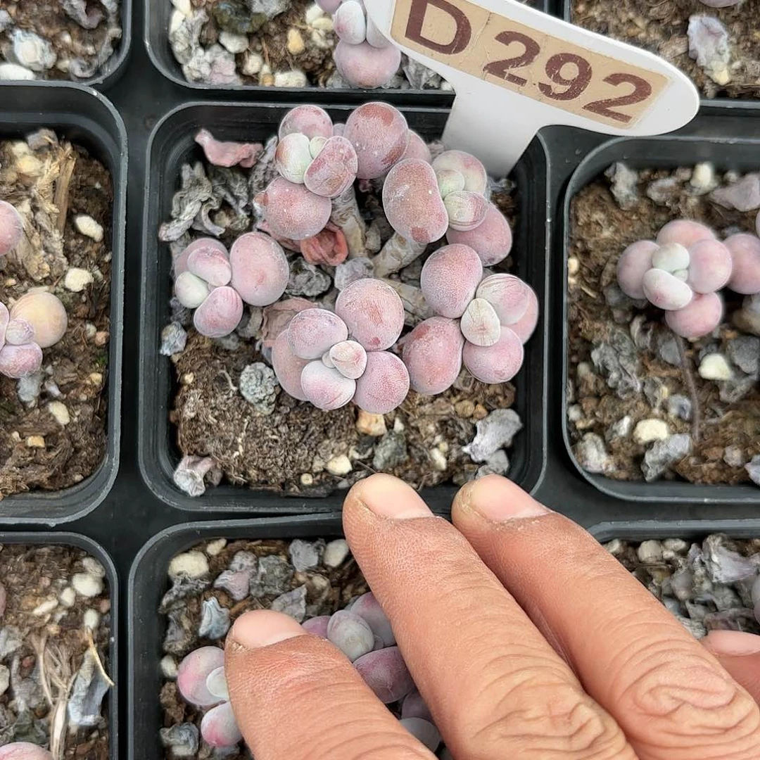 D292腰子蛋一物一拍多肉