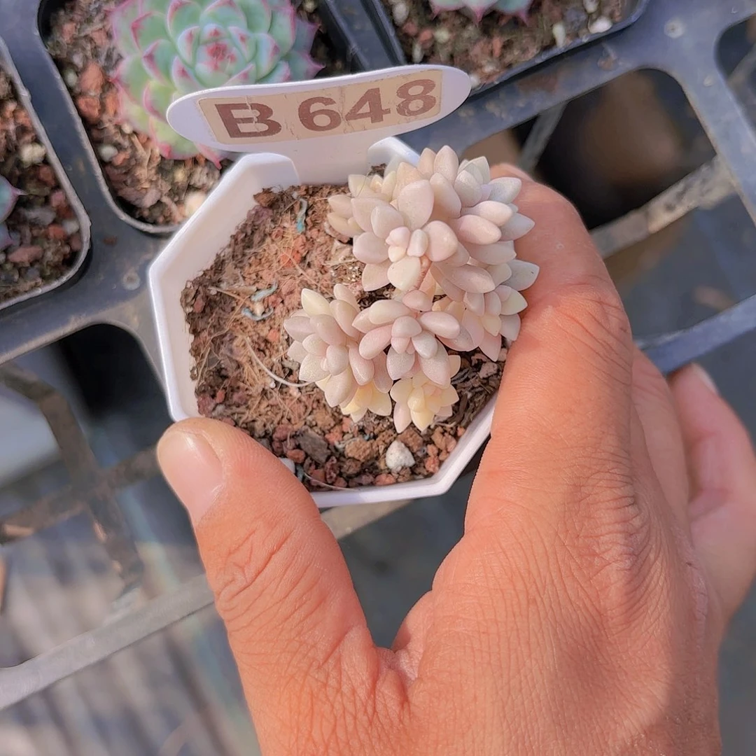 B648姬秋丽锦一物一拍