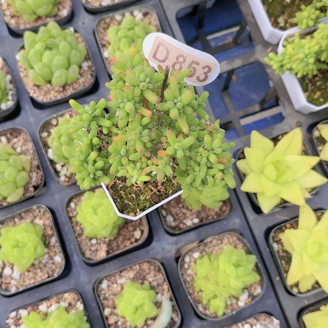 D853蜜桔糖球yi wu yi pai