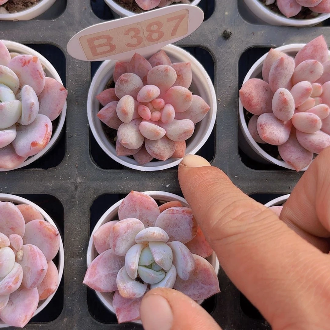 B387半夏一物一拍