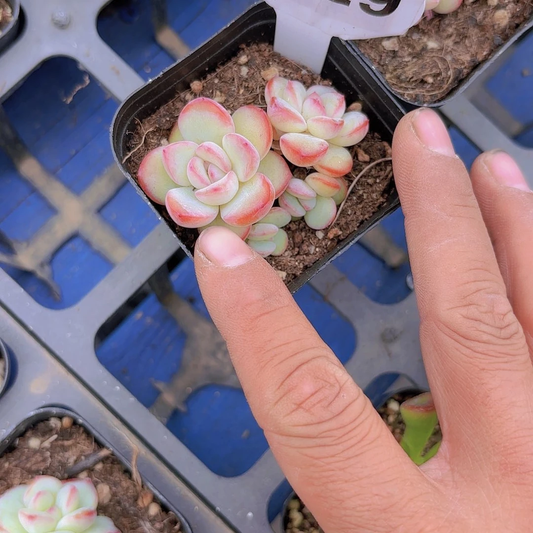 橙**橙A929泡芙一物一拍