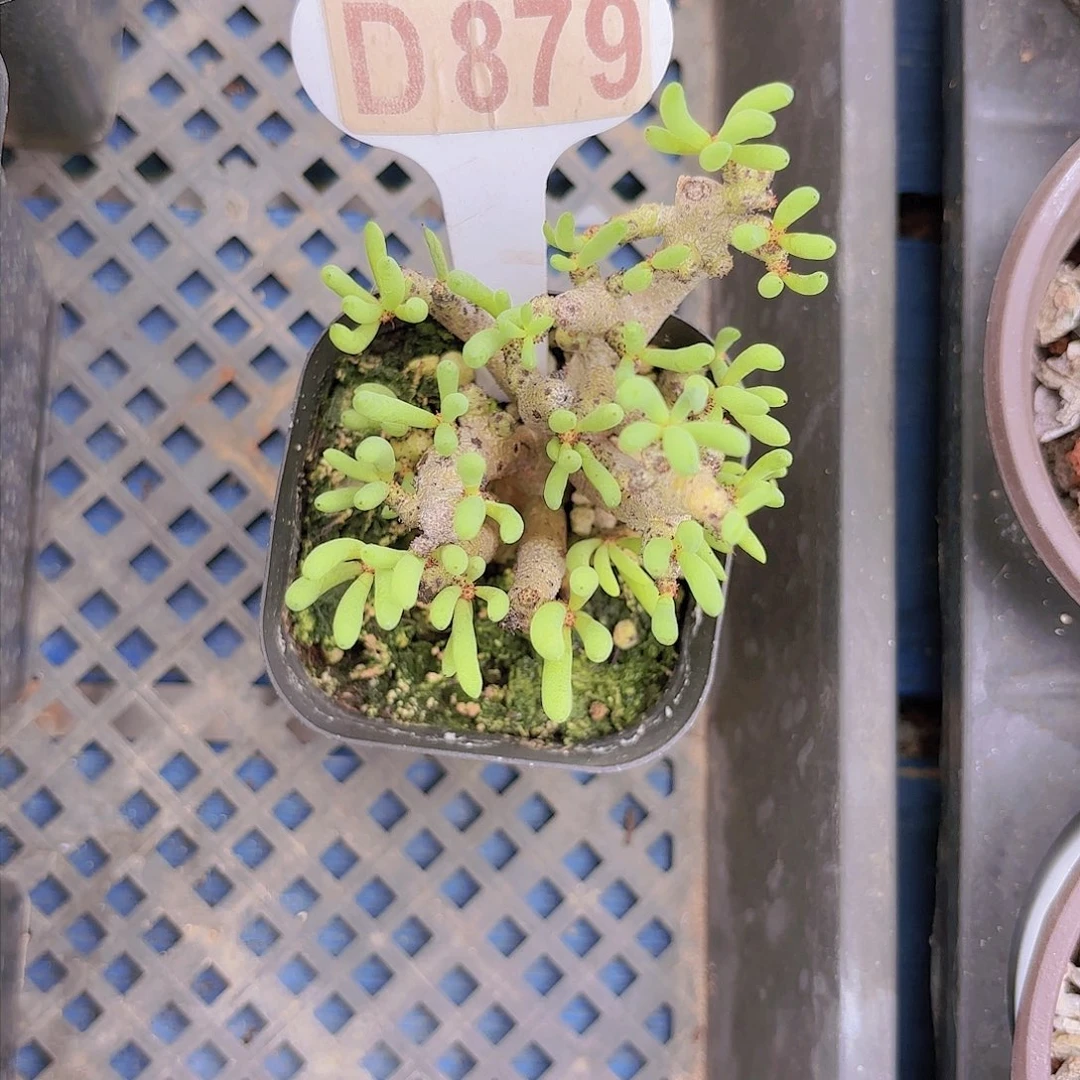 D879佛垢里一物一拍