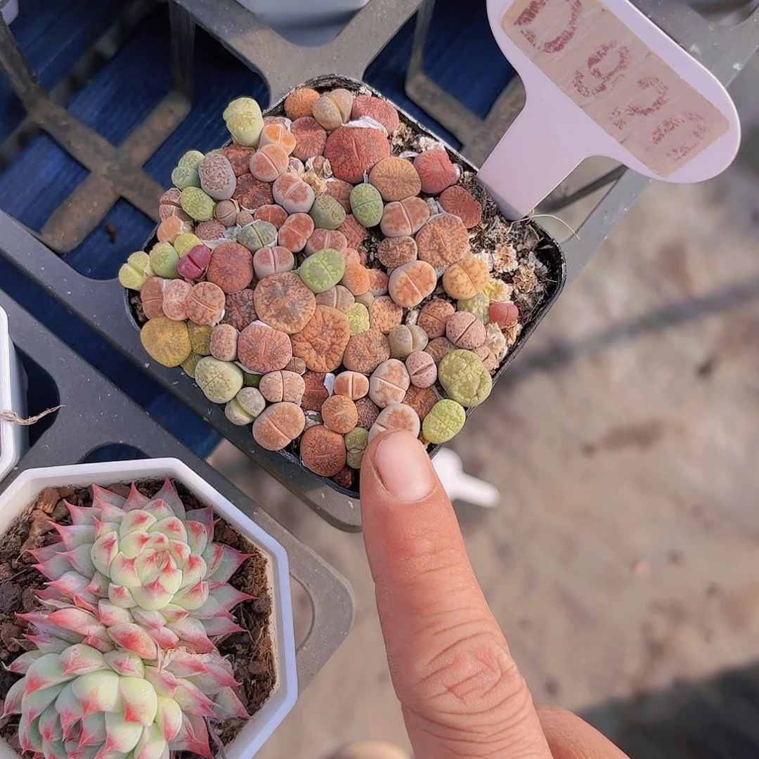 D920生石花yi wu yi pai