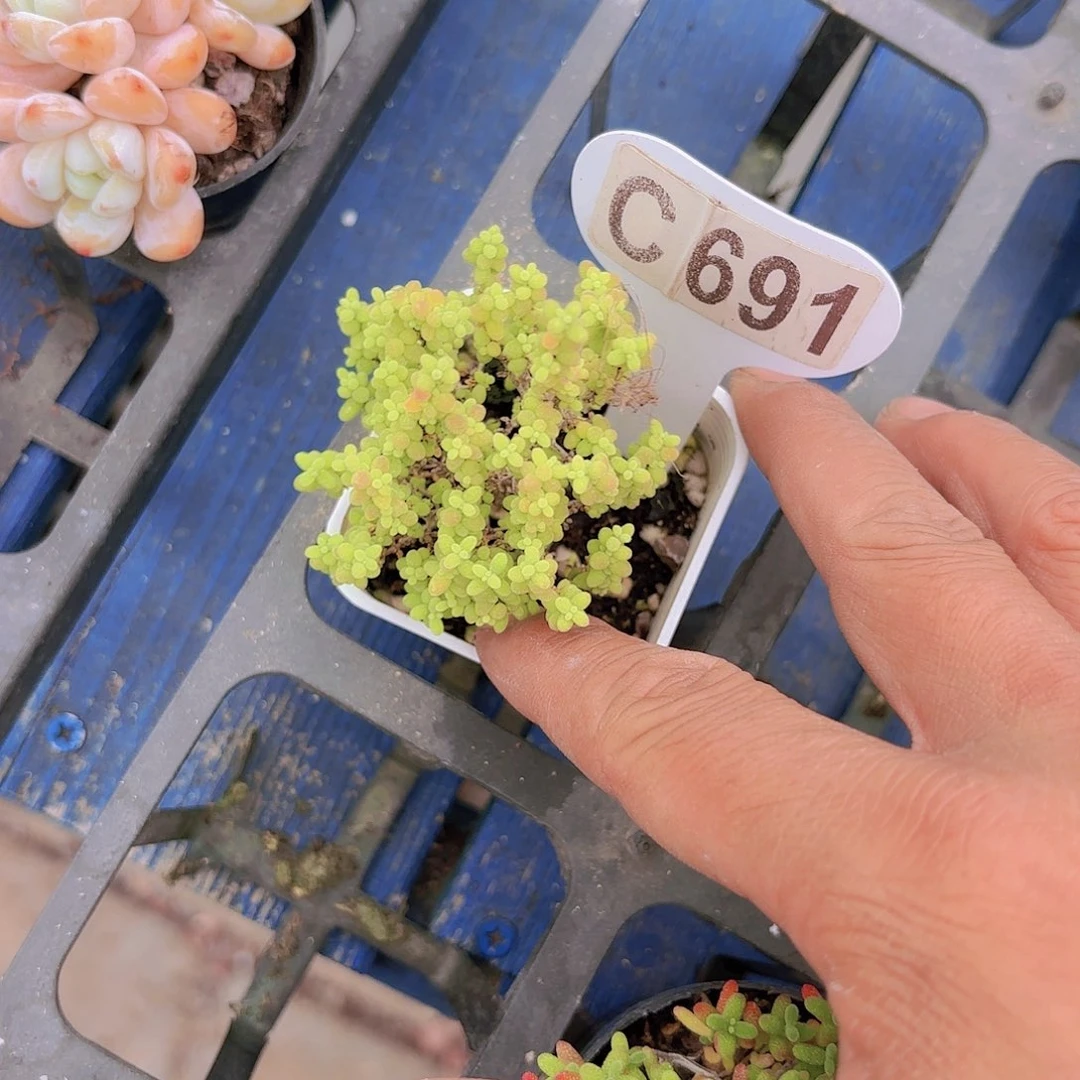 C691小小米一物一拍I