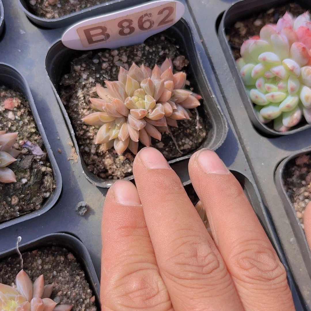 B862炫彩星一物一拍