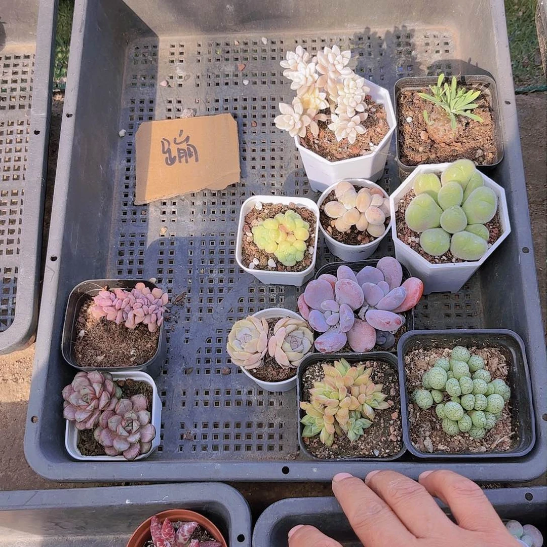 蹦*蹦蹦一物一拍一筐