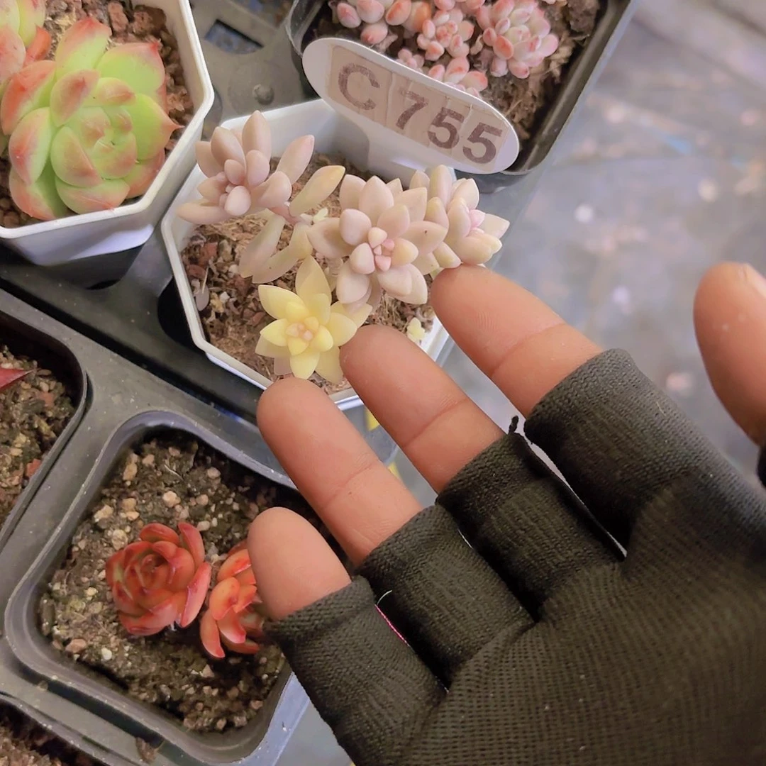 C755姬秋丽一物一拍