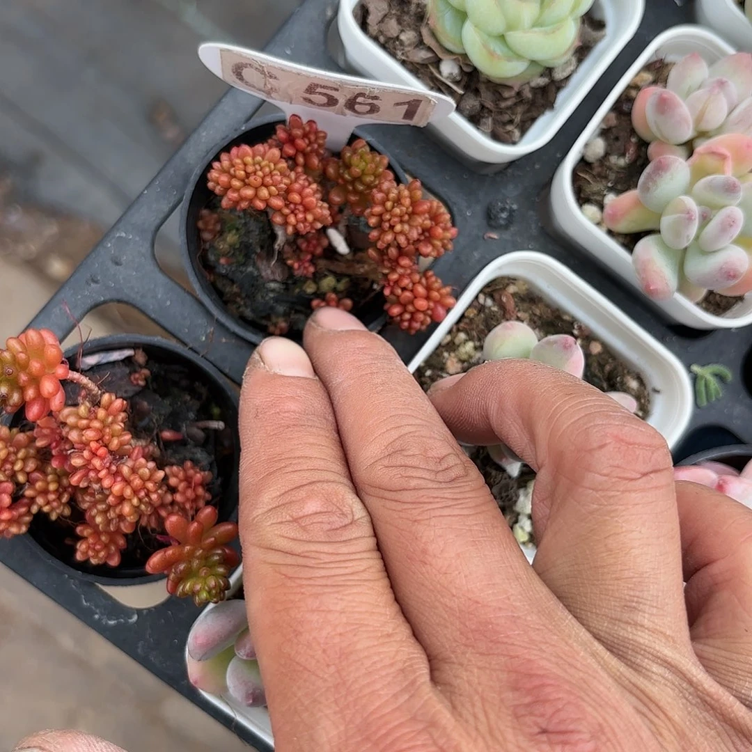 C561红色浆果一物一拍