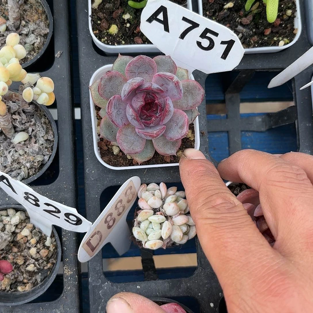 A751黑橙yi wu yi pai