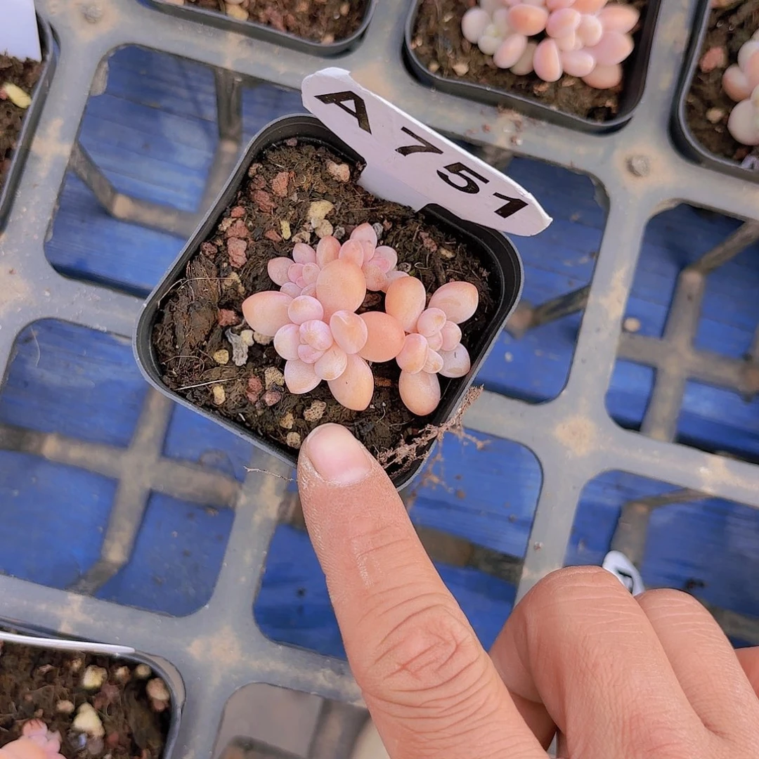 A751洛神一物一拍