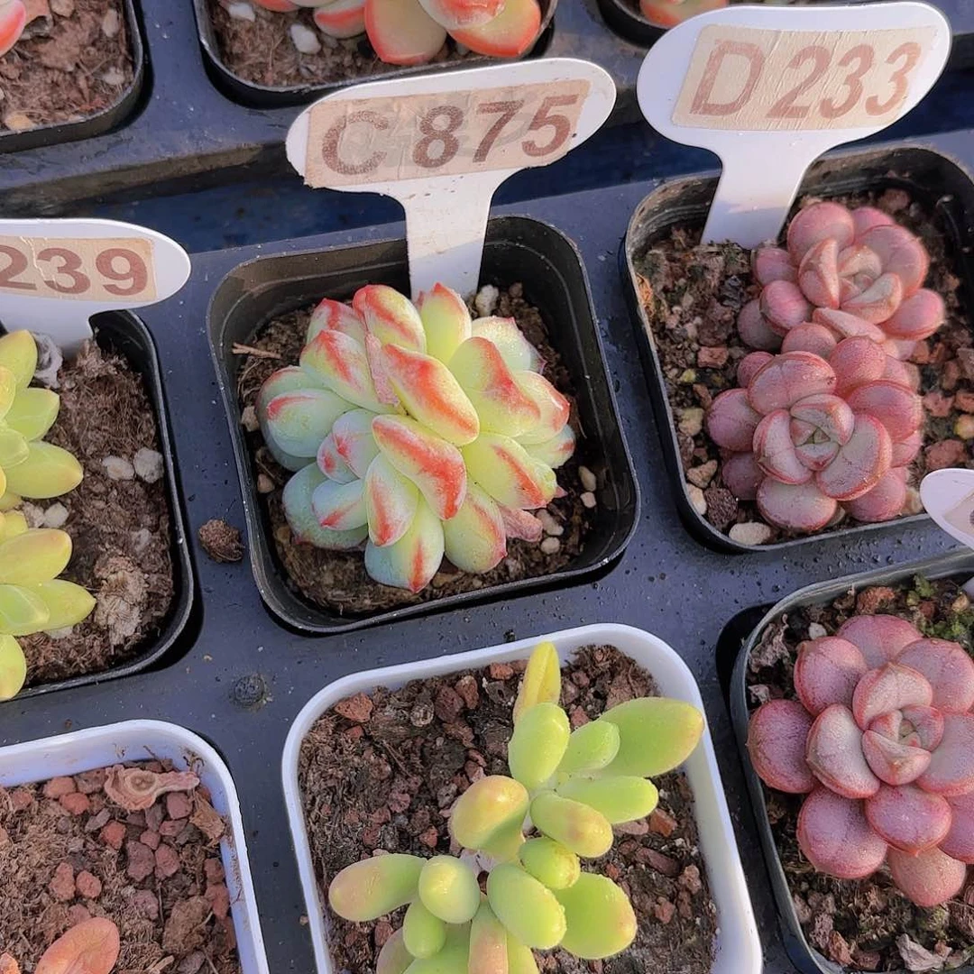 C875泡芙一物一拍
