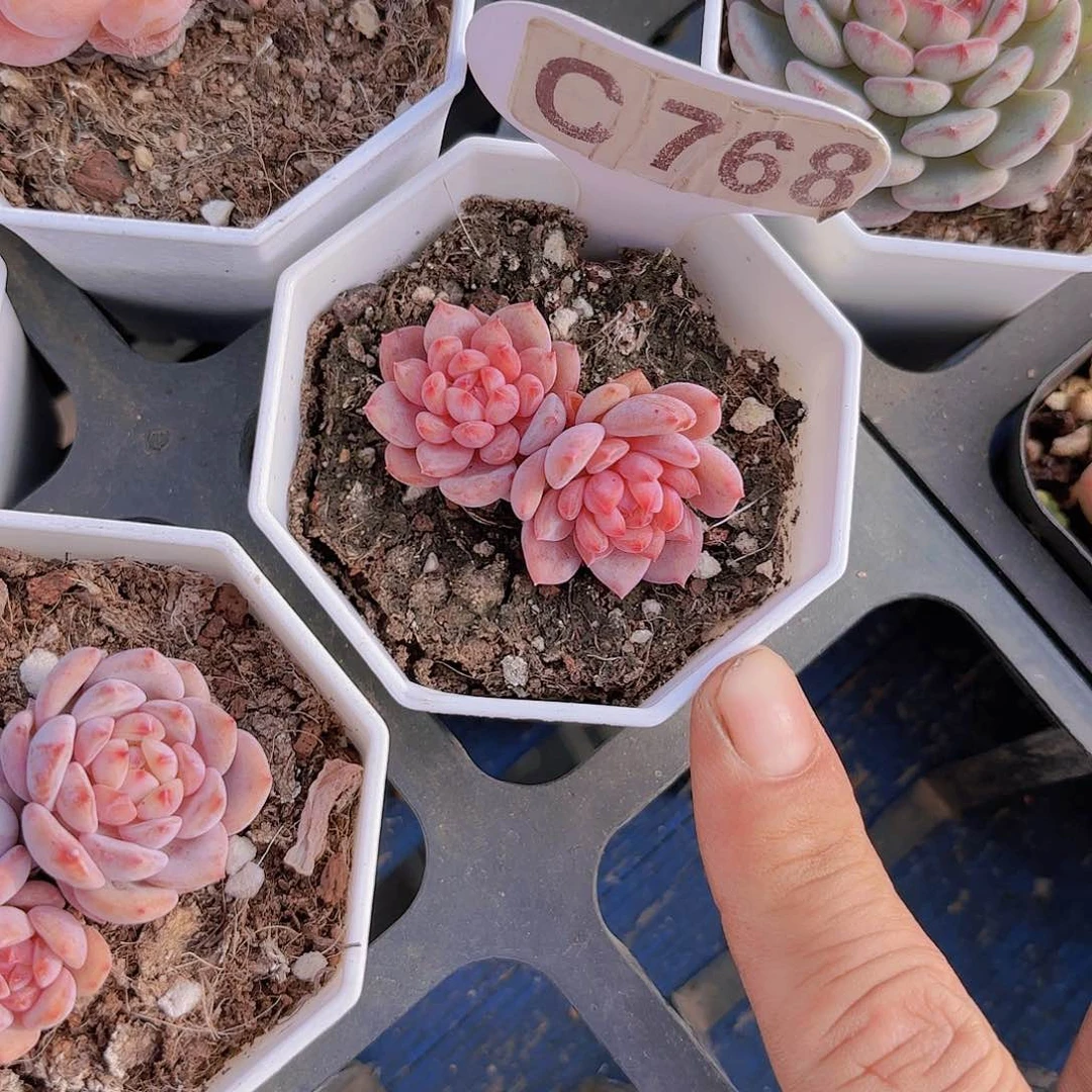 一****）C768星星橙一物一拍