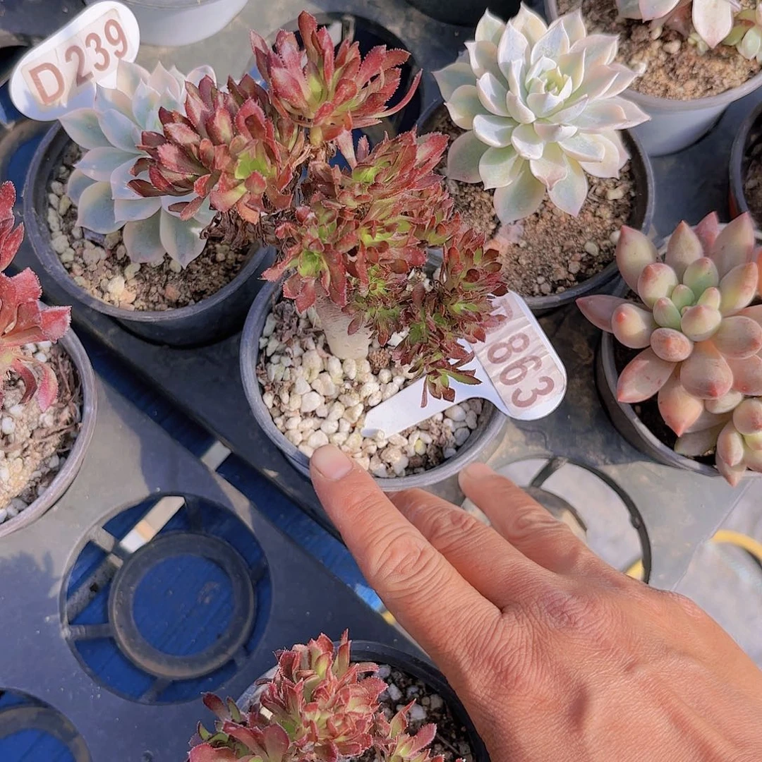 D863法师朵朵缀一物一拍