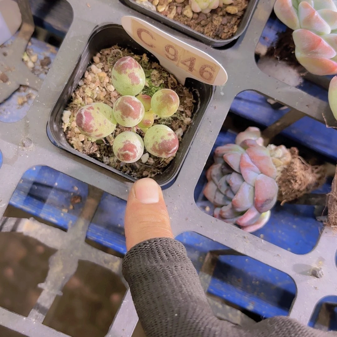 C946鼓吹一物一拍