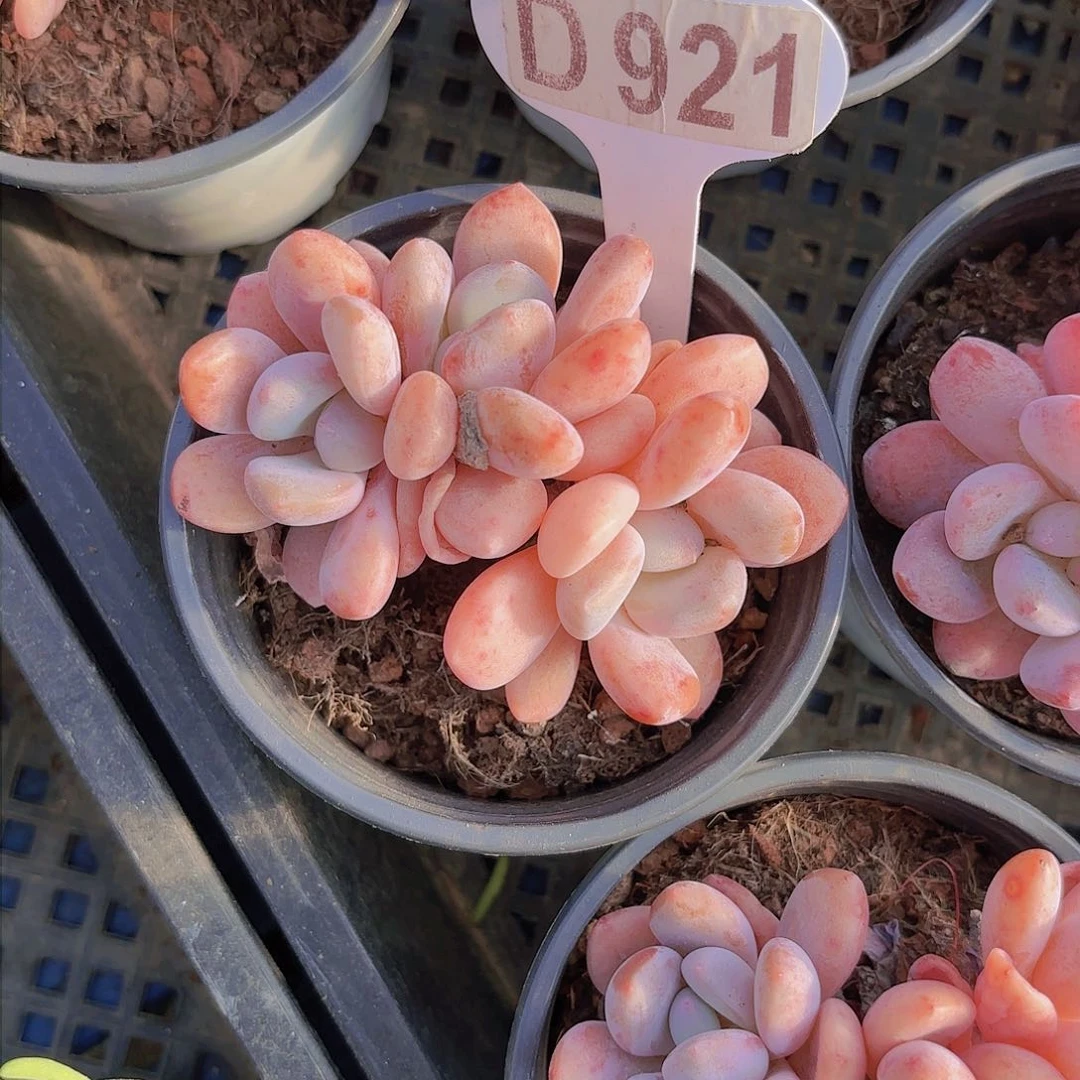 D921奥橙一物一拍