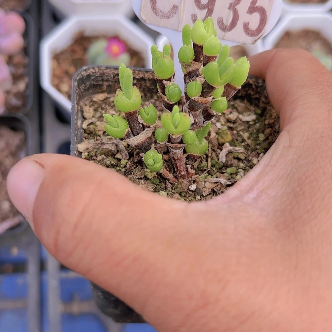 C935荧光兔一物一拍