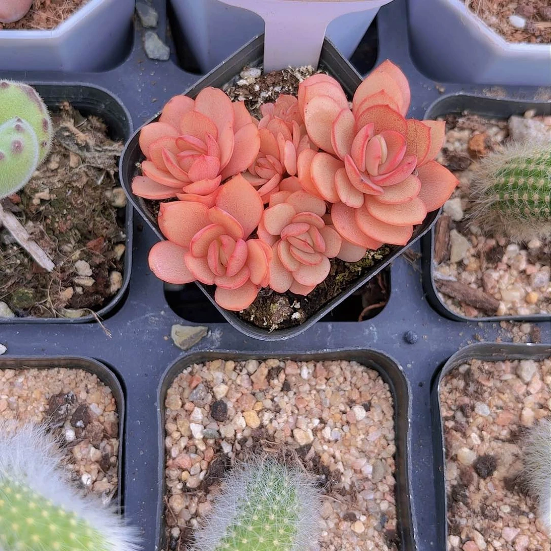 D226秀妍群一物一拍