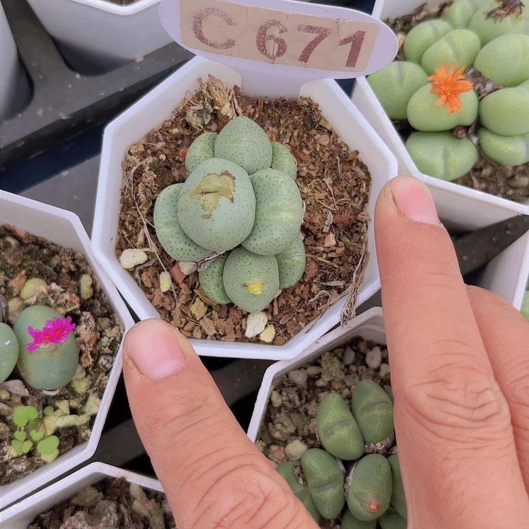 C671奶油小拳头一物一拍