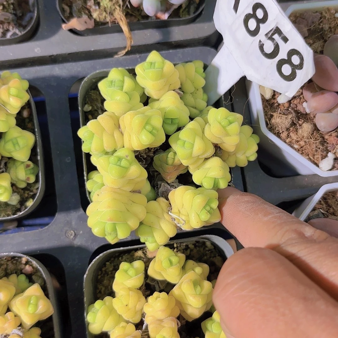 A858寿无限一物一拍